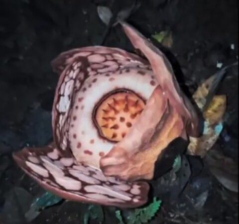 Expedição encontra flor mais rara do mundo; pesquisador vai às lágrimas