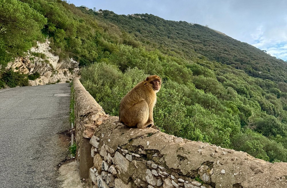 Os macacos-de-barbÃ¡ria sÃ£o os Ãºnicos primatas selvagens da Europa. Vivem livremente no Rochedo e sÃ£o uma das maiores atraÃ§Ãµes turÃ­sticas. HÃ¡ uma lenda que diz que enquanto houver macacos em Gibraltar, o territÃ³rio permanecerÃ¡ sob domÃ­nio britÃ¢nico. Eles sÃ£o protegidos por lei e recebem cuidados especiais.