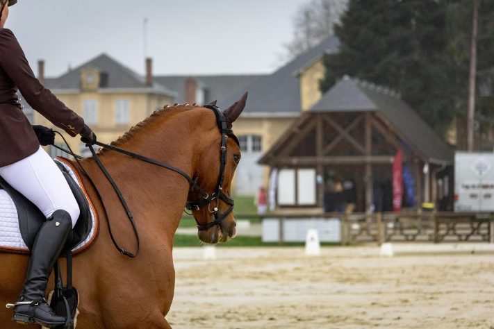 Cavalo, hipódromo - Henry Saint John/Pixabay
