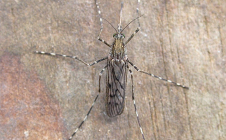 A presença desses mosquitos indica que o país está se aquecendo a uma taxa quatro vezes maior que a média do hemisfério norte, fenômeno que tem provocado o derretimento de geleiras e a chegada de peixes típicos de águas mais quentes, como o cavala.