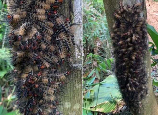 Lagartas usam defesa coletiva para enganar predadores no litoral de SP