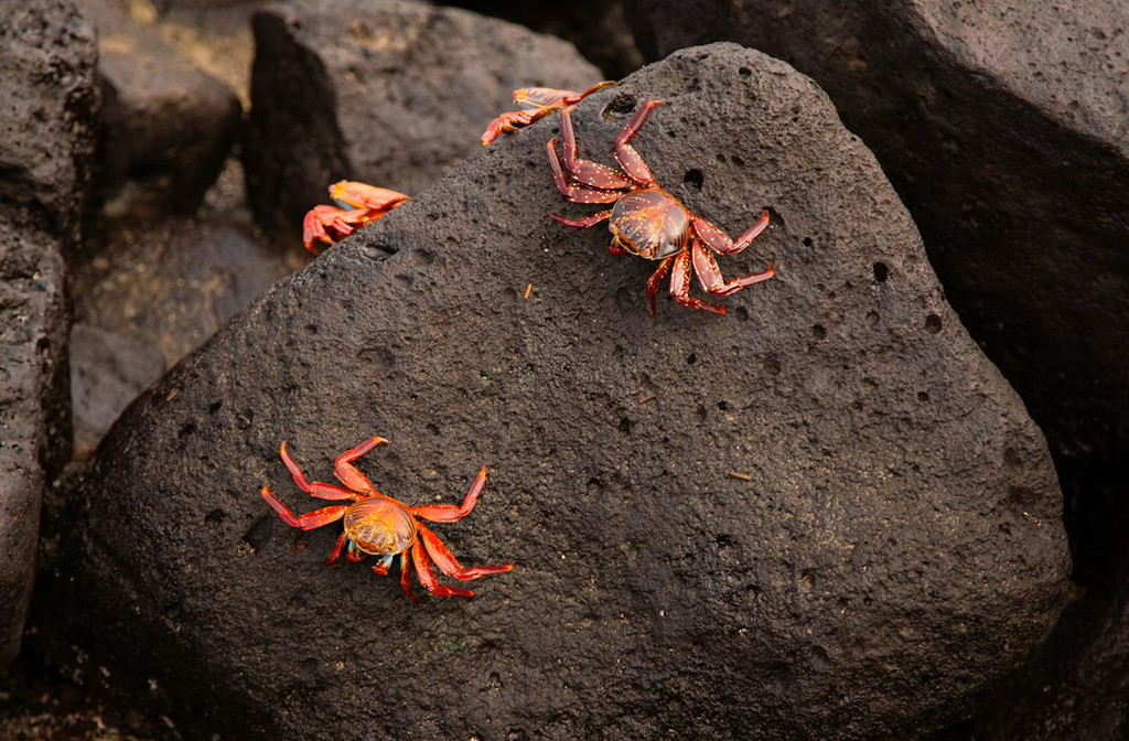 O canal abriga rica biodiversidade marinha, incluindo peixes, crustáceos e aves migratórias. Suas águas são exploradas pela pesca artesanal e industrial ainda que a região enfrente desafios ambientais, como poluição e sobrepesca. Projetos de conservação, portanto, buscam proteger espécies ameaçadas a fim de corroborar para o equilíbrio ecológico, tão vital para a sustentabilidade da região.