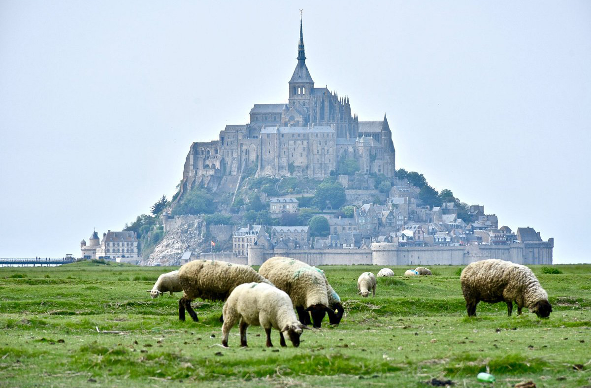 A Baía de Monte Saint-Michel é uma das mais ricas em biodiversidade da Europa. É habitat de focas, aves migratórias e moluscos. Também é famosa pelas ovelhas pré-salées, que pastam em áreas salgadas e produzem carne com sabor único. A região é protegida por leis ambientais.