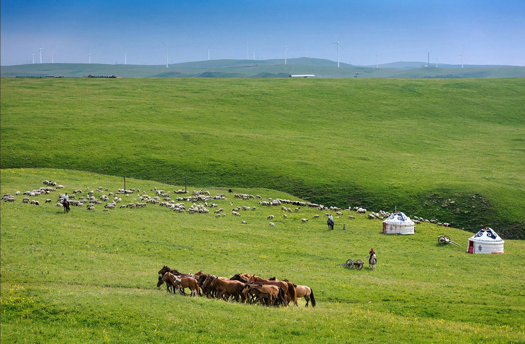 A Mongólia independente mantém viva a tradição nômade, com famílias que se deslocam em busca de pastagens para seus rebanhos. Essa prática ancestral é parte fundamental da identidade cultural do país e contrasta com o estilo urbano da outra Mongólia.