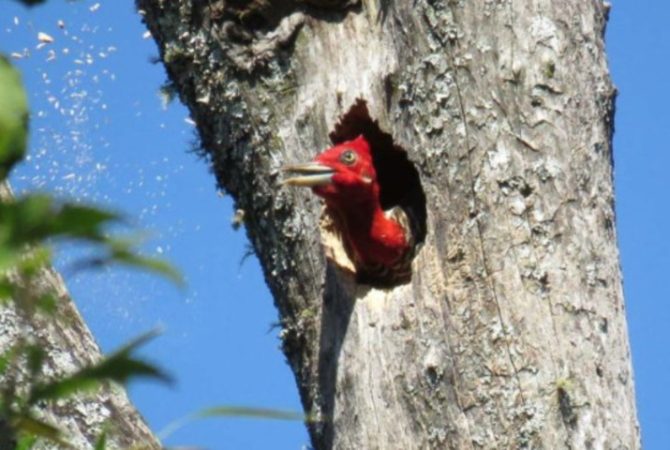 Aves, ocos e florestas: monitoramento de ninhos revela dinâmica na Mata Atlântica