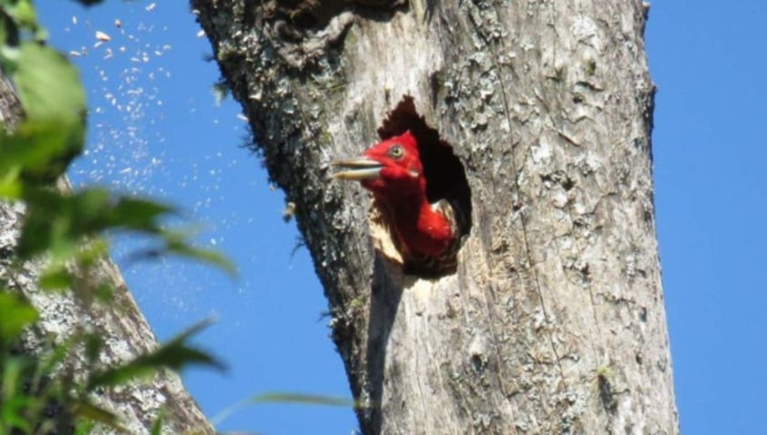 Aves, ocos e florestas: monitoramento de ninhos revela dinâmica na Mata Atlântica