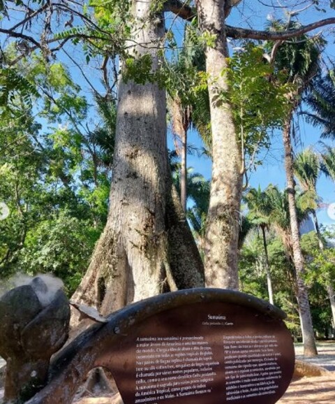 Já no Jardim Botânico, o espetáculo das sumaúmas ganhou o apelido de “neve tropical” pelos cariocas. Entre setembro e novembro, os frutos se rompem e liberam sementes envoltas por fibras leves como algodão. O chão se transforma em um tapete branco, lúdico e instagramável, atraindo visitantes e fotógrafos.