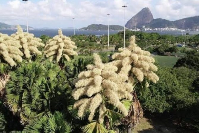Palmeira plantada por Burle Marx e sumaúma do Jardim Botânico viram atração turística