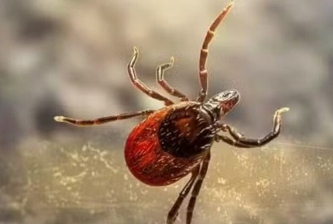 Primeira morte por alergia à carne, causada após picada de carrapato, é confirmada