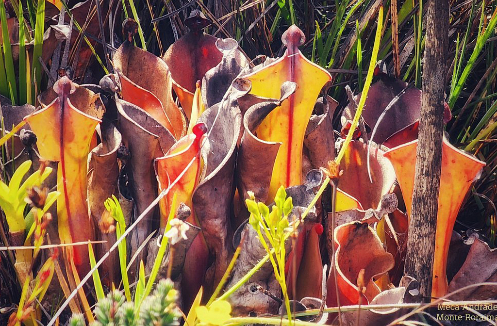 O isolamento do Monte Roraima permitiu o desenvolvimento de espécies endêmicas. Plantas carnívoras, como a Heliamphora, são encontradas apenas em seus platôs. A fauna inclui insetos e anfíbios adaptados ao ambiente úmido e frio. É um verdadeiro laboratório natural de evolução.