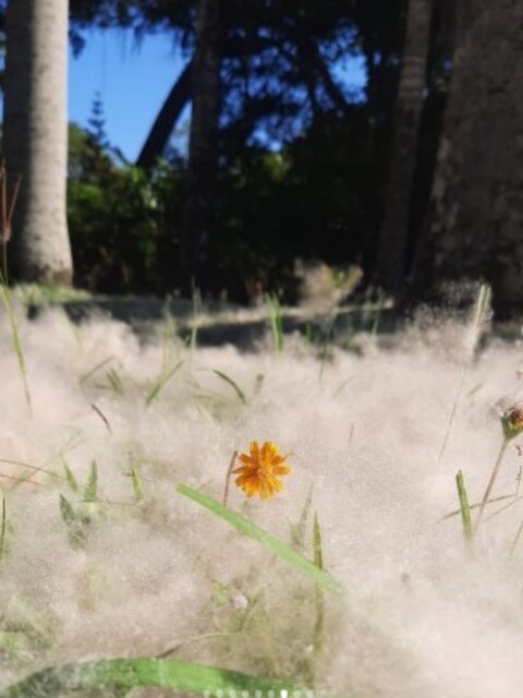 A sumaúma pertence à mesma família do algodão e usa a paina como vetor de dispersão. Quando o fruto se abre, o vento carrega as sementes, garantindo a preservação da espécie. Ainda segundo Nadruz, diferentemente das talipots, ela concentra energia apenas em flores e frutos.