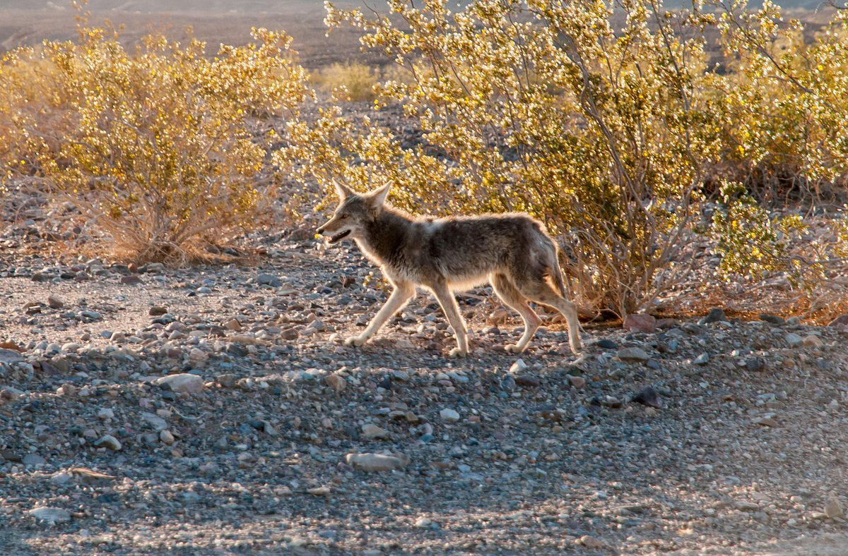 Apesar das condições severas, o Vale da Morte abriga vida adaptada ao deserto. Plantas como cactos e arbustos sobrevivem com pouca água. Animais como coiotes, lagartos e corvos também prosperam na região. Durante raras chuvas, flores silvestres cobrem o solo em explosões de cor. Essa resistência da vida é um lembrete da força da natureza.