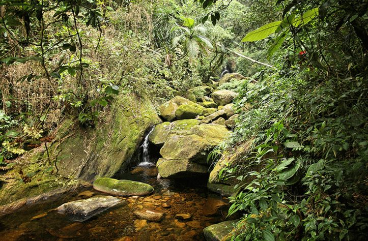 Biodiversidade: riqueza natural ameaçada