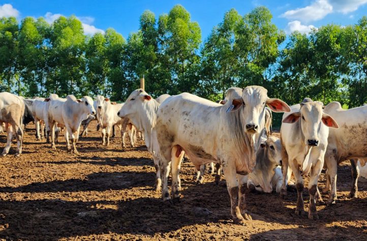 Pecuária bovina: o gado que alimenta