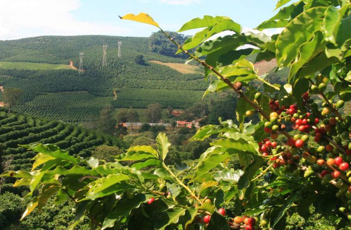 Café: aroma e tradição mineira