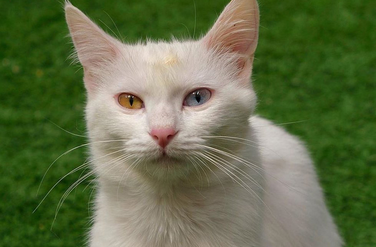 Os gatos de Van são famosos por possuírem olhos de cores diferentes, geralmente um azul e outro âmbar, característica genética rara que se tornou símbolo de singularidade da cidade. Embora existam exemplares semelhantes em outros lugares, em Van são comuns e celebrados como patrimônio vivo. A população os valoriza como parte da identidade cultural, incluindo-os em artes, souvenirs e festivais. 
