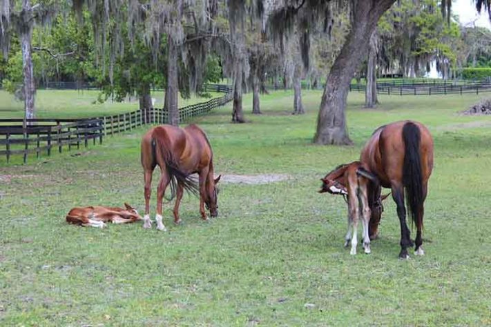 Capital Mundial do Cavalo 