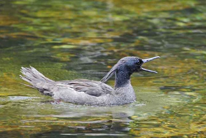 Pesquisadores se esforçam para proteger uma das aves mais ameaçadas do mundo na Serra da Canastra