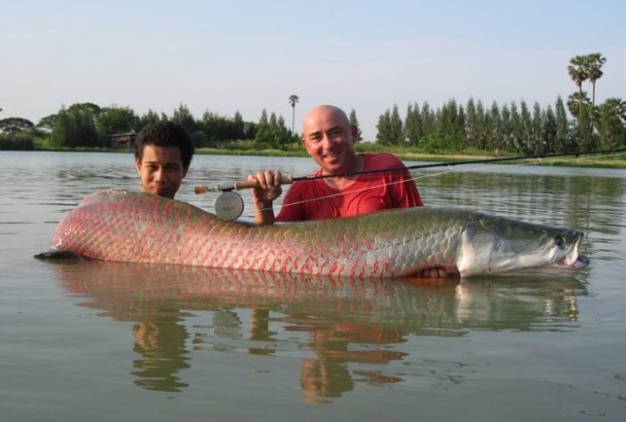 Pirarucu – Wikimedia Commons/Jijiladouceur