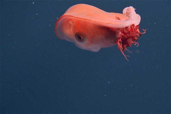Polvo-bolha, polvo-de-sete-braços (Haliphron atlanticus) - Divulgação