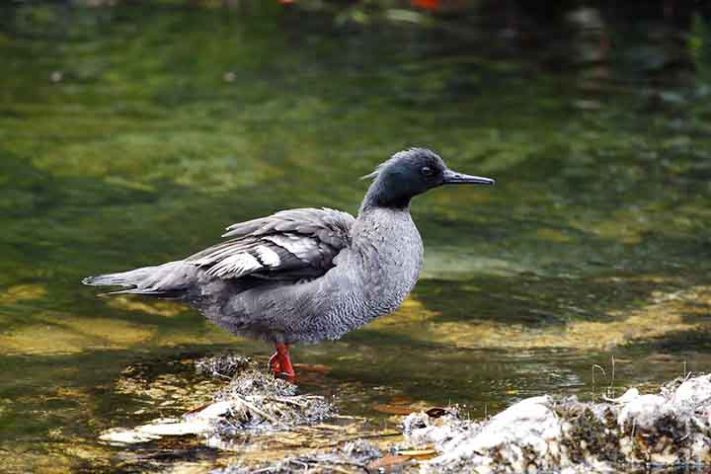 Pato-Mergulhão na Serra da Canastra - Reprodução do Flickr Hector Bottai