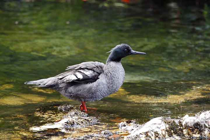 Desde então, a espécie passou a ser monitorada por pesquisadores e ambientalistas do Projeto Ecomergus, da BluestOne.  