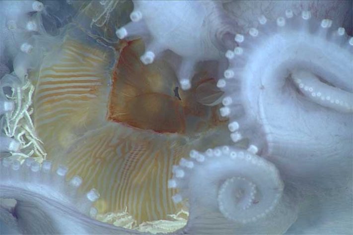 Polvo-bolha, polvo-de-sete-braços (Haliphron atlanticus) - Divulgação