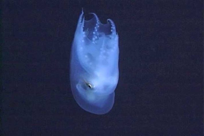 Polvo-bolha, polvo-de-sete-braços (Haliphron atlanticus) - Divulgação