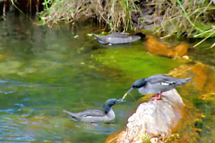 Pato-Mergulhão na Serra da Canastra - Reprodução de vídeo Divulgação