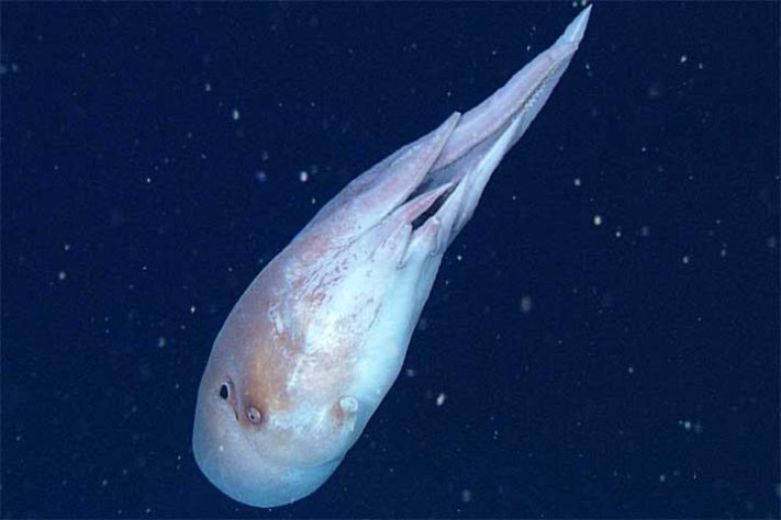 Polvo-bolha, polvo-de-sete-braços (Haliphron atlanticus) - Divulgação