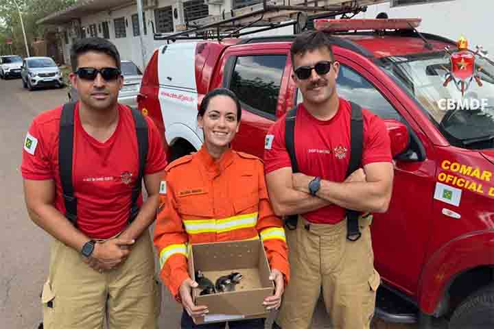 Quando necessário, o resgate deve ser feito por equipes especializadas, pois o manejo inadequado pode causar estresse ao animal ou acidentes. 