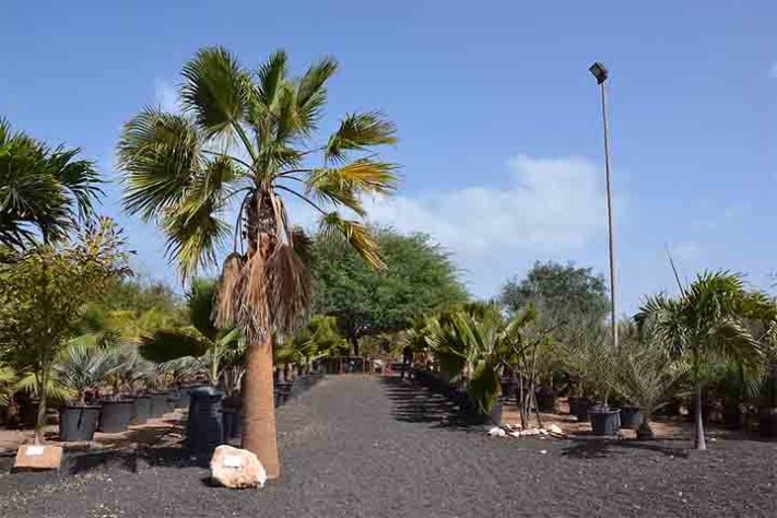 Curiosidades sobre Cabo Verde