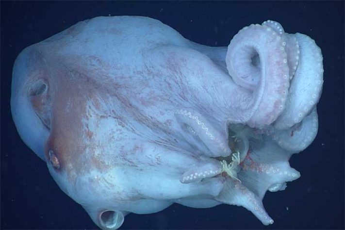 Polvo-bolha, polvo-de-sete-braços (Haliphron atlanticus) - Divulgação