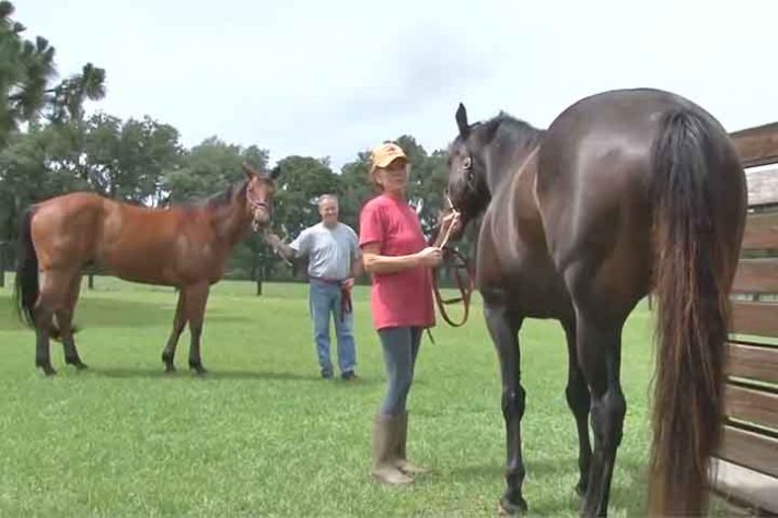 Capital Mundial do Cavalo 