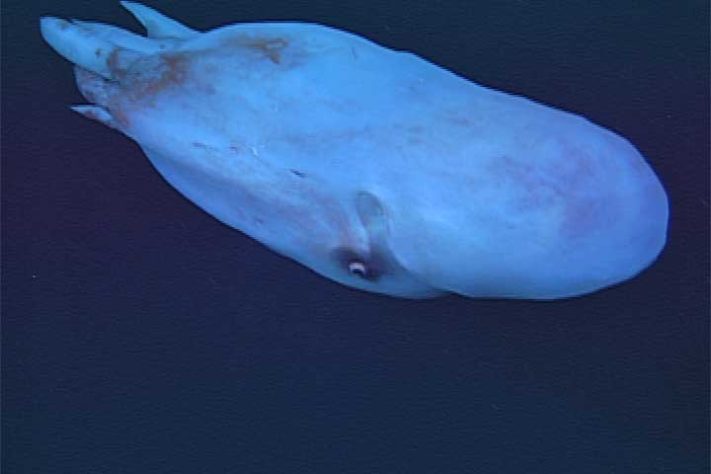 Polvo-bolha, polvo-de-sete-braços (Haliphron atlanticus) - Divulgação