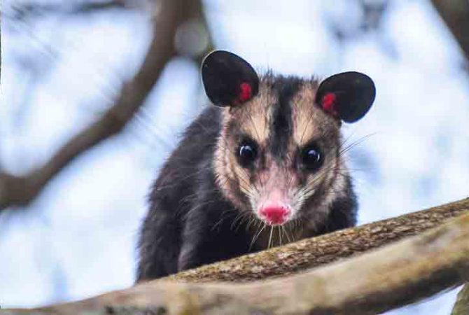 Saruê: animal é um surpreendente aliado do ecossistema urbano brasileiro