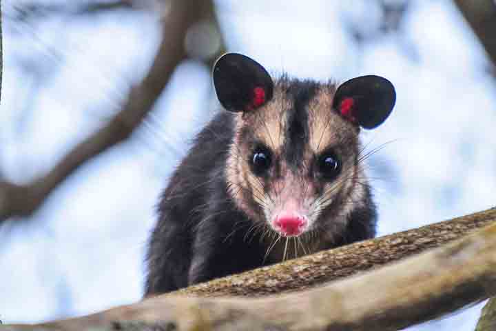 Saruê, gambá-de-orelha-preta (animal) - Reprodução Flickr Marcio Machado