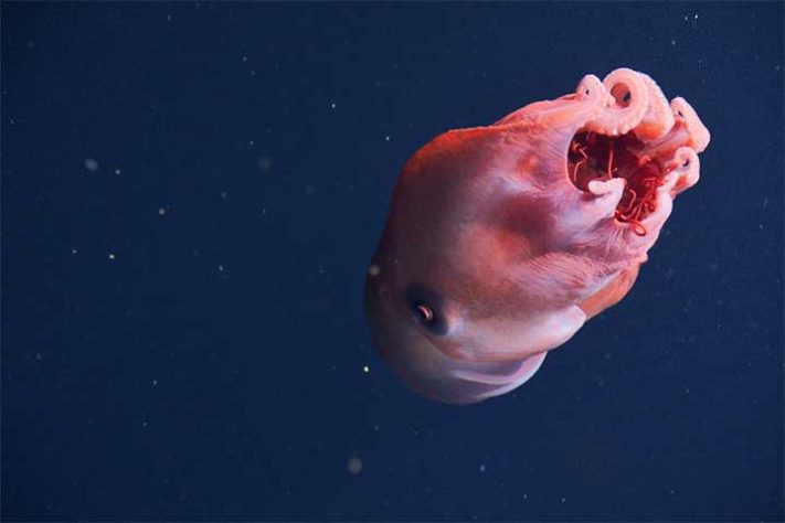 Polvo-bolha, polvo-de-sete-braços (Haliphron atlanticus) - Divulgação