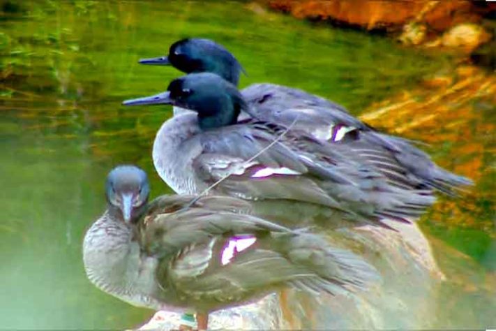 Pato-Mergulhão na Serra da Canastra - Reprodução de vídeo Divulgação