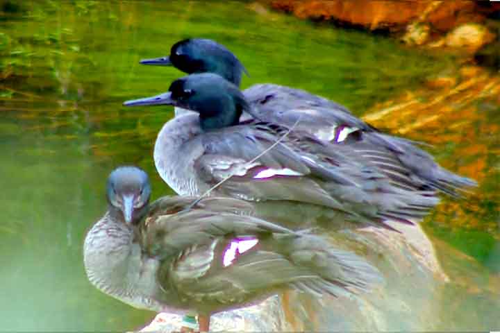 Na prática, três machos da espécie foram equipados com transmissores via satélite movidos a energia solar (apelidados de 