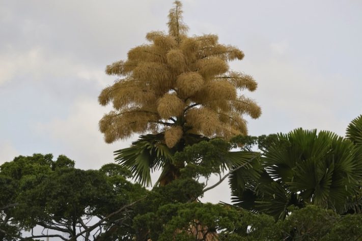 Palmeira-talipot no Jardim Botânico do Rio de Janeiro - Fernando Frazão/Agência Brasil