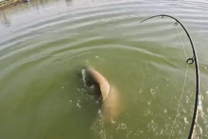 Pescador de Cardoso (SP) quebra próprio recorde ao pescar pirarucu com 160 kg e mais de dois metros de comprimento — Reprodução/YouTube Rei do Pirarucu