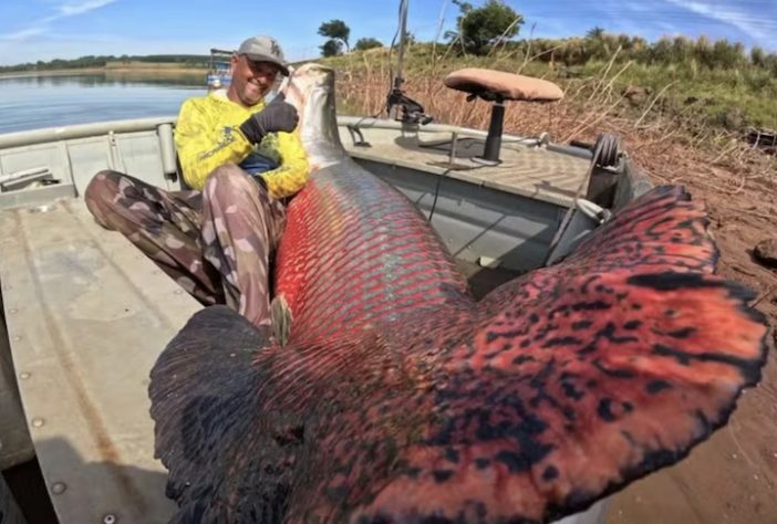 Pescador de Cardoso (SP) quebra próprio recorde ao pescar pirarucu com 160 kg e mais de dois metros de comprimento — Roberto do Carmo/Arquivo pessoal