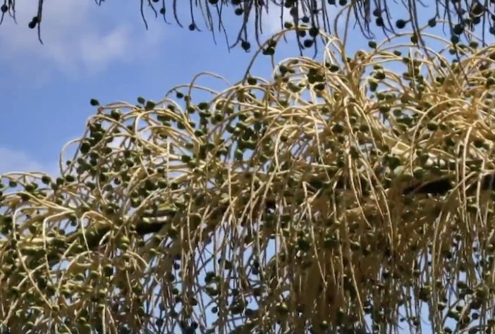 Palmeira-talipot no Jardim Botânico do Rio de Janeiro - Reprodução/TV Globo