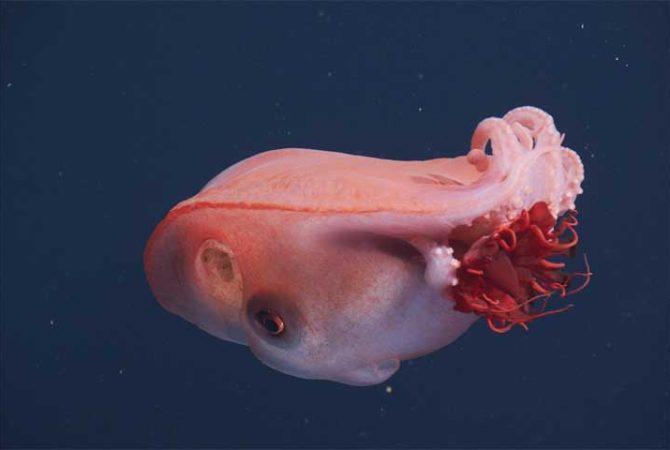 Um dos polvos mais misteriosos do planeta é registrado por pesquisadores no Oceano Pacífico