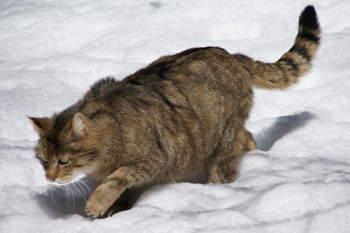 Gatos selvagens - Wikimedia Commons/Aconcagua
