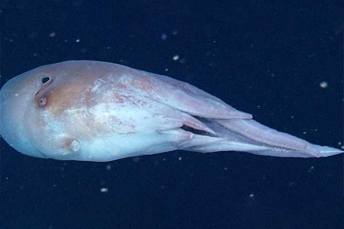 Polvo-bolha, polvo-de-sete-braços (Haliphron atlanticus) - Divulgação