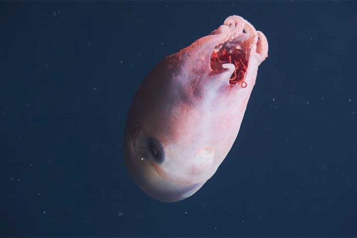 Polvo-bolha, polvo-de-sete-braços (Haliphron atlanticus) - Reprodução do Youtube Canal MBARI (Monterey Bay Aquarium Research Institute)