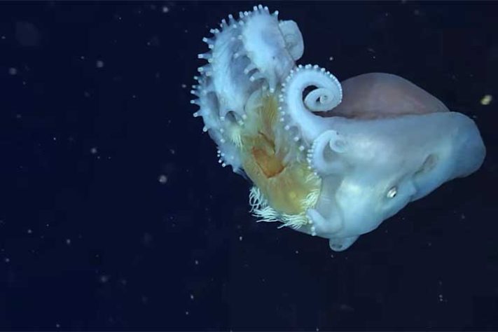 Polvo-bolha, polvo-de-sete-braços (Haliphron atlanticus) - Reprodução do Youtube Canal MBARI (Monterey Bay Aquarium Research Institute)