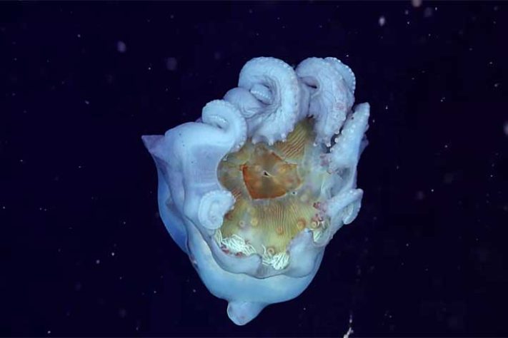 Polvo-bolha, polvo-de-sete-braços (Haliphron atlanticus) - Reprodução do Youtube Canal MBARI (Monterey Bay Aquarium Research Institute)